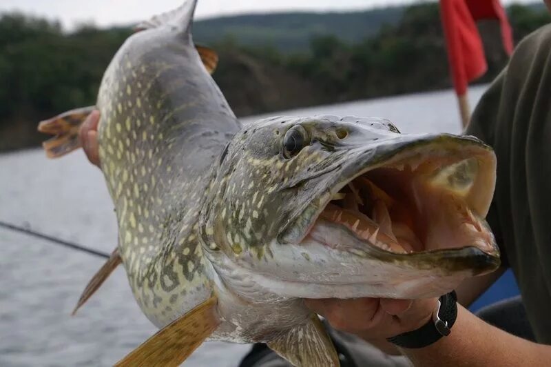 сиговая рыба 5 букв. рыба сига армения. нерка(oncorhynchus). сиг охлажденный фото. омуль рыба.