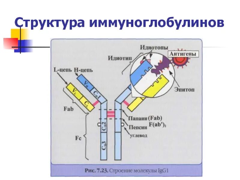 Схема иммуноглобулина. Строение антител иммуноглобулинов. Структура иммуноглобулина. Структура молекулы иммуноглобулина. Строение молекулы иммуноглобулина.