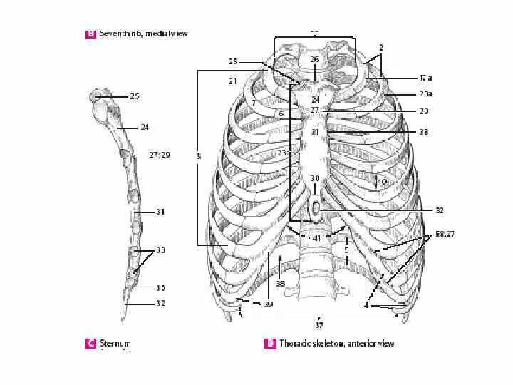 Анатомия человека 1. Остеология анатомия человека. Анатомия Остеология грудная клетка. Рентгенанатомия грудины. Рентгенанатомия грудной клетки.