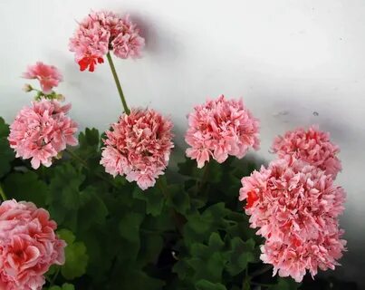 Герань стеллар