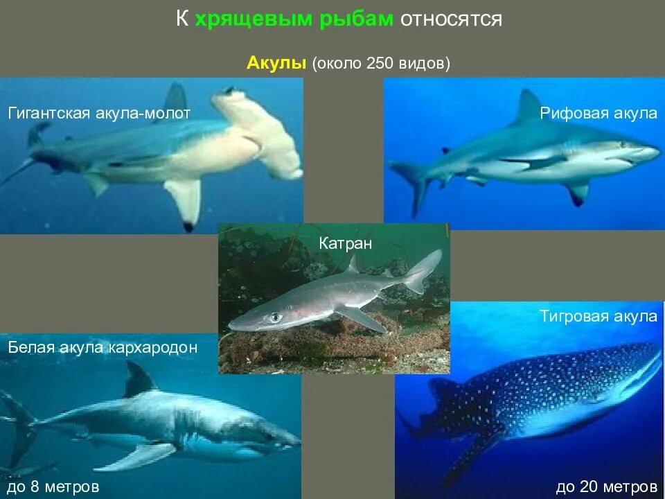 2 к хрящевым рыбам относится. Отряды и представители хрящевых рыб. Отряд хрящевые акулы представители. Класс хрящевые рыбы акулы. Класс хрящевые рыбы представители.