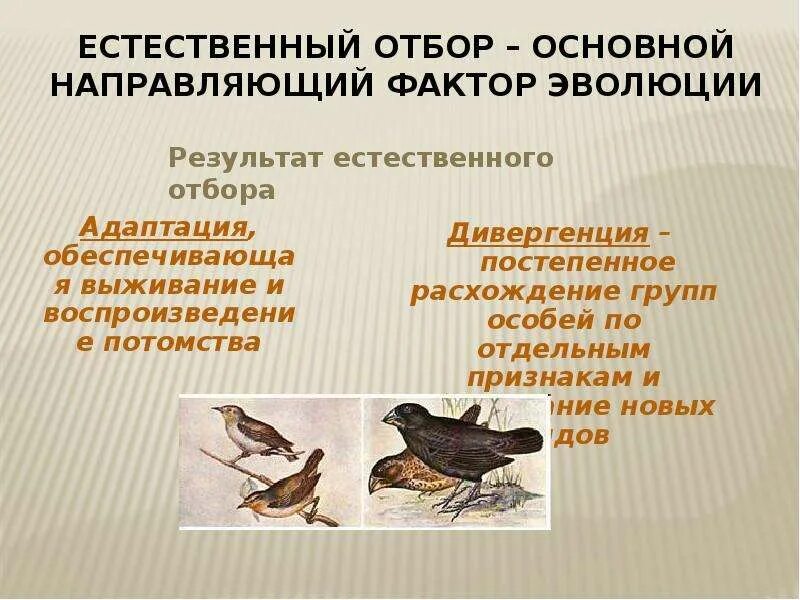 Направляющим фактором является естественный отбор. Естественный отбор основной фактор эволюции. направляющий фактор естественного отбора. естественный отбор направляющий фактор эволюции. естественный отбор единственный направляющий фактор эволюции.