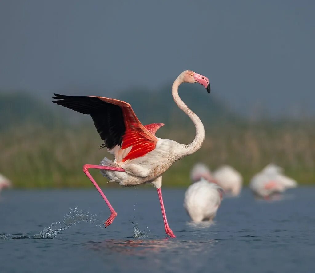 Фламинго рб. Обыкновенный фламинго phoenicopterus roseus. обыкновенный фламинго (розовый фламинго) (phoenicopterus roseus). 4. обыкновенный фламинго - phoenicopterus roseus pall.. обыкновенный фламинго красная книга.