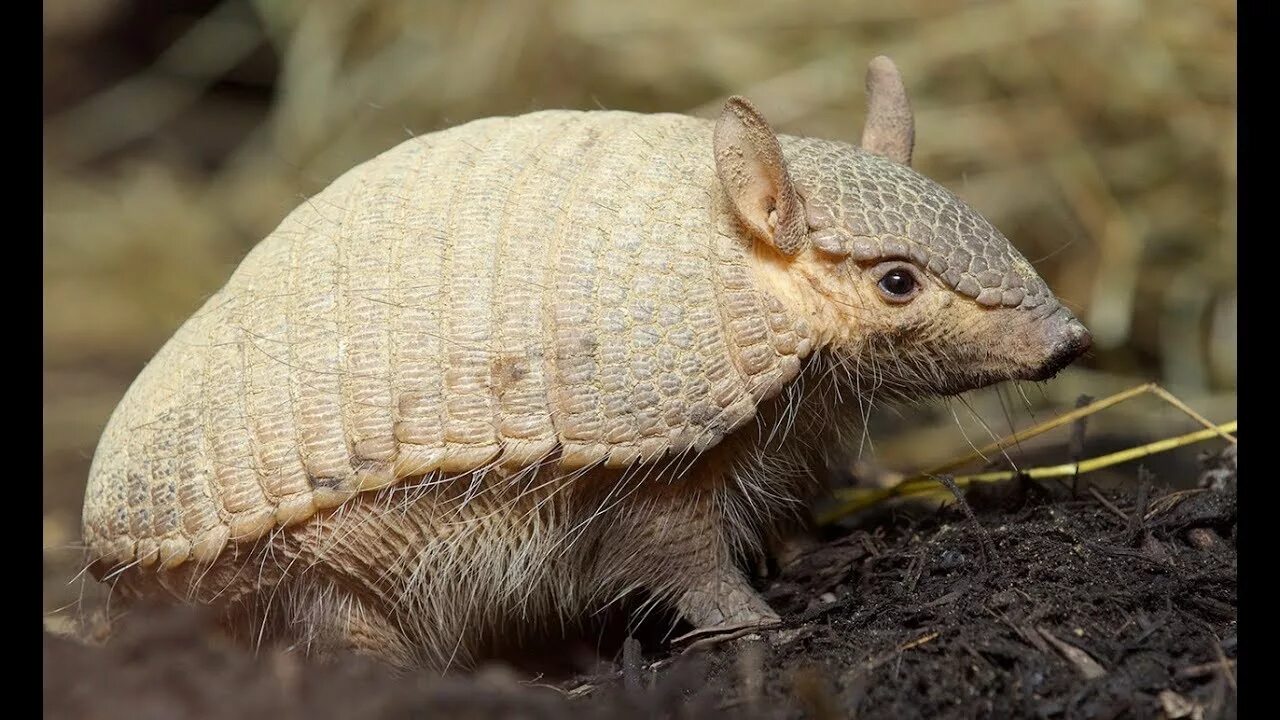 Броненосец плацентарное млекопитающее порядка xenarthra. Броненосец эндемик. броненосец андский. броненосец малый патагония. броненосцы муравьеды эндемики.