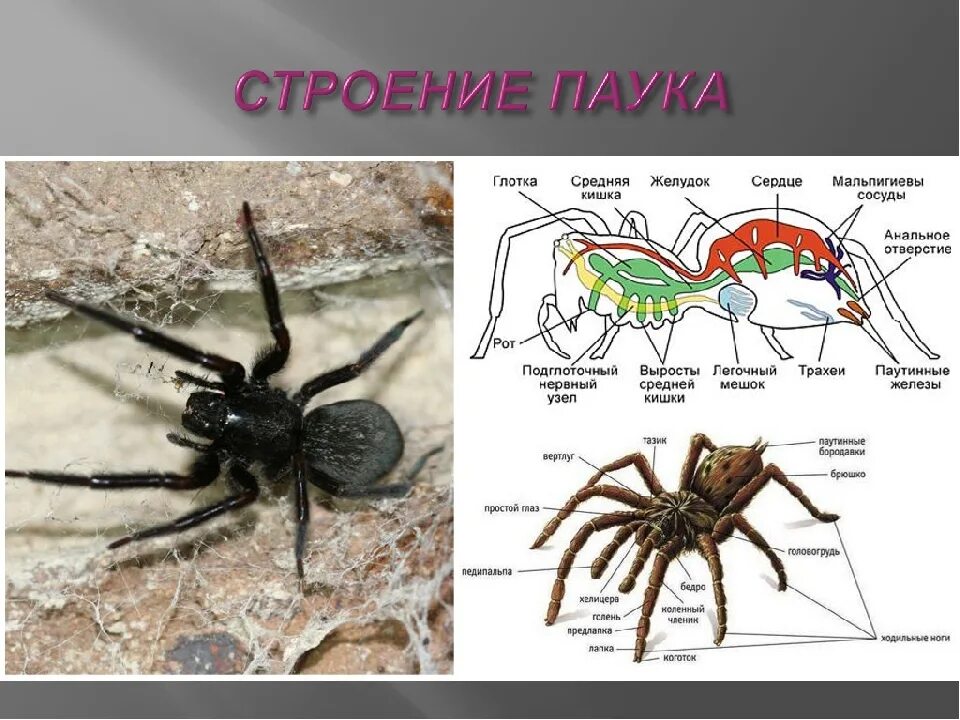 Какие паукообразные