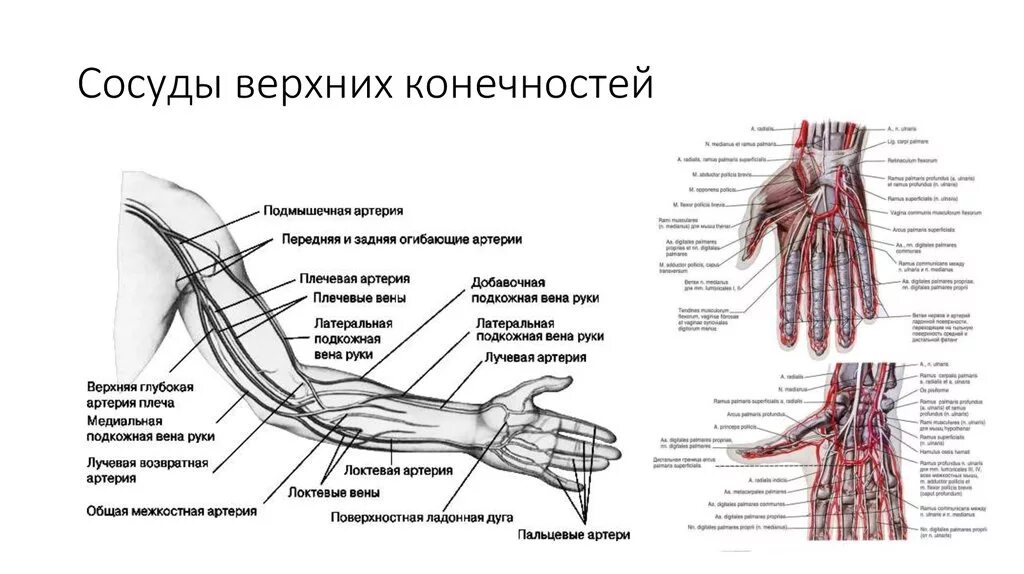 Кровообращение верхней конечности