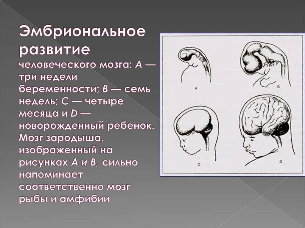 Как развивается мозг человека. Эмбриональное развитие. эмбриональное развитие мозга. формирование мозга эмбриона.