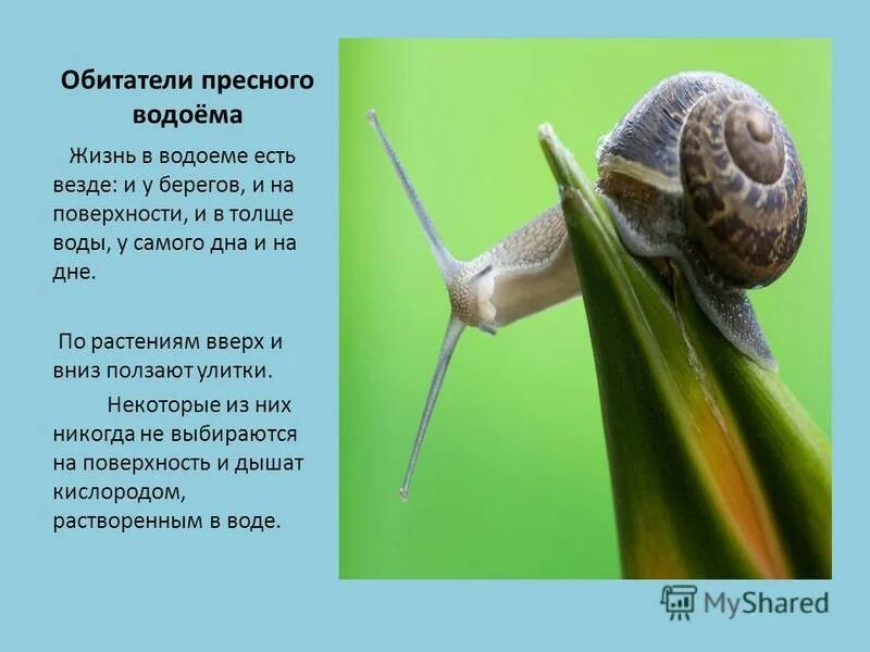 Жизнь в пресной воде 3 класс