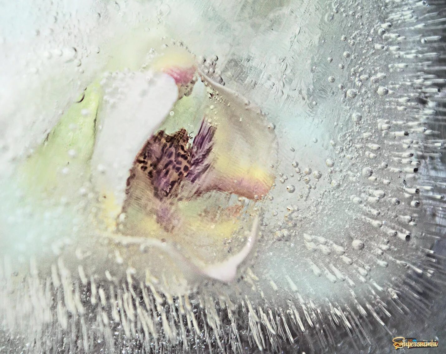 Замерзшая душа глава. Замерзшие цветы. Очень красивые замерзшие цветы. Орхидея замерзла. Замерзший Лотос.