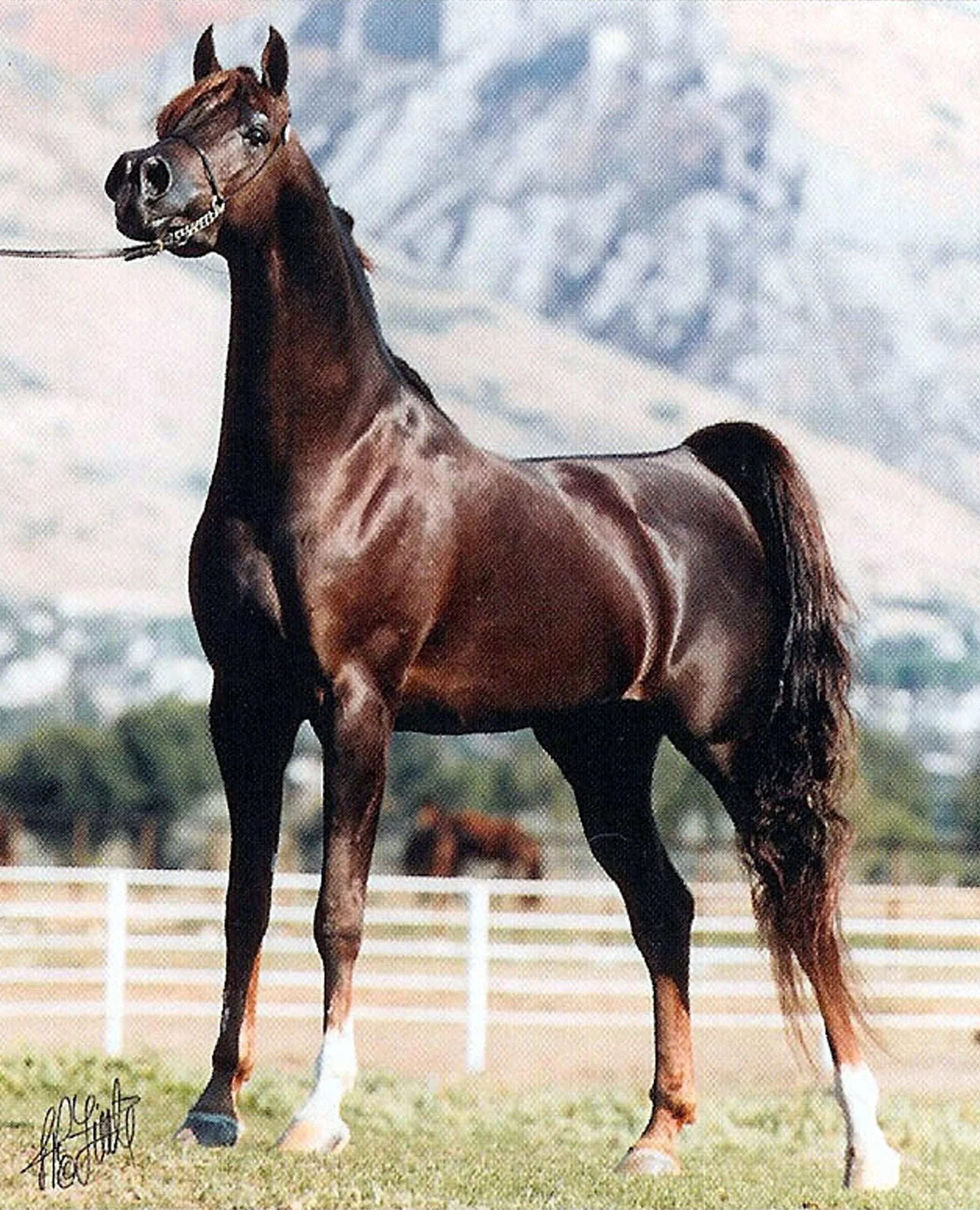 Породистый конь. Шариф Дансер. Шариф Дансер лошадь. Арабская Скаковая лошадь. Лошади породы арабская чистокровная.