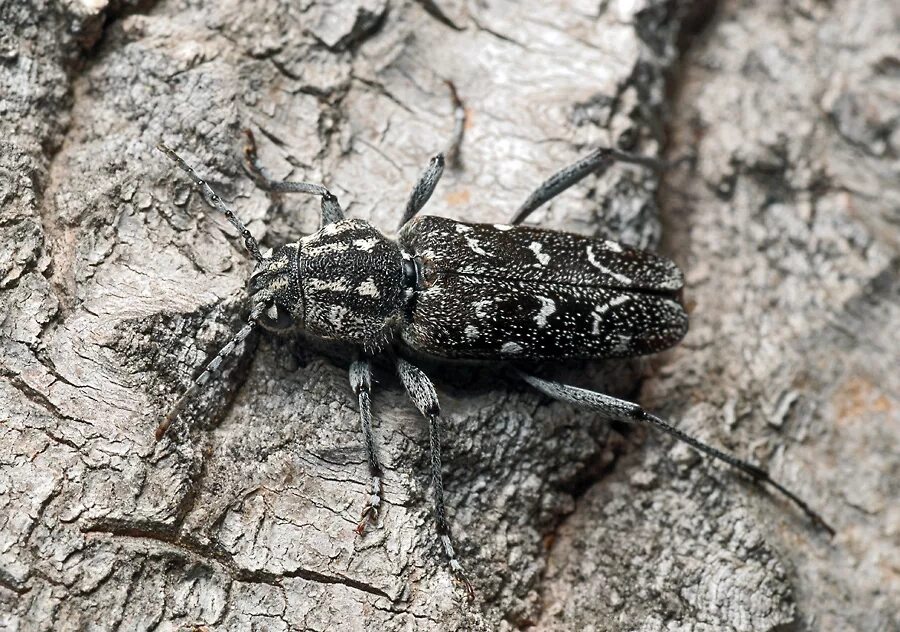 Жук Xylotrechus. Xylotrechus Rusticus. Жук усач черный с желтыми пятнами на спине. Осиновый усач. Жука черного песни