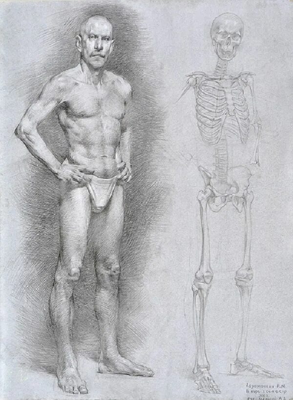Фигура человека анатомия. Экорше Микеланджело. Пластическая анатомия контрапост. Контрапост Рыжкин. Академический рисунок фигура скелет.