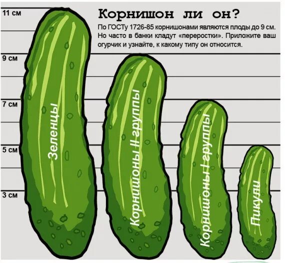 Через сколько будут огурцы. Огурцы Размеры. Корнишоны размер огурца. Размер огурцов корнишонов. Огурцы по размерам корнишон.