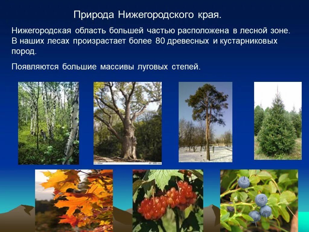 Родной край нижегородской области. Растительный мир Нижегородского края. Разнообразие природы Нижегородского края. Растителный мир Нижегородской области". Растения Нижегородского края.