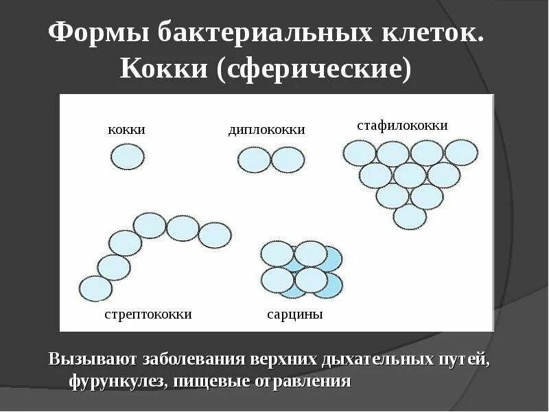 Палочковидные бактерии в виде запятой спиралевидные. Шаровидные бактерии кокки рисунок. Шаровидные бактерии кокки рисунок. Шаровидные кокки. Шарообразная форма бактерий кокки.