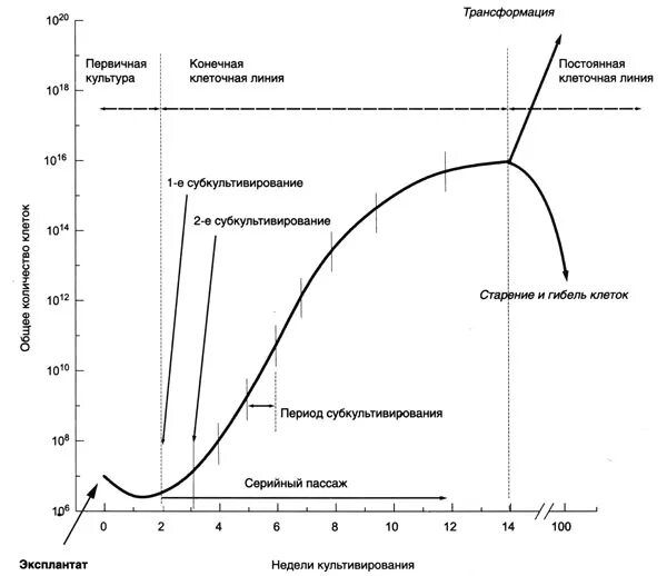 Жизненный цикл культуры. Кривая роста клеток в культуре. Кривая роста каллусных клеток. Кривая роста каллусной ткани. Кривая роста в каллусной культуре.