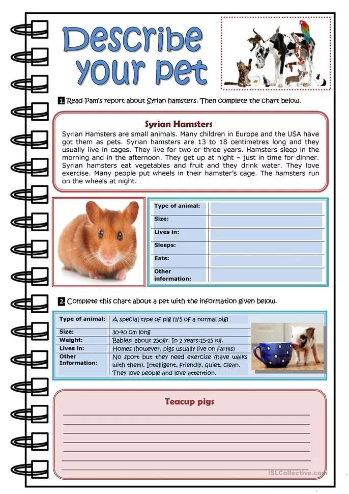 Pet writing 3. Pet задания по английскому языку. Тема my Pet. Pets задания по английскому. Работа по английскому языку my Pet.