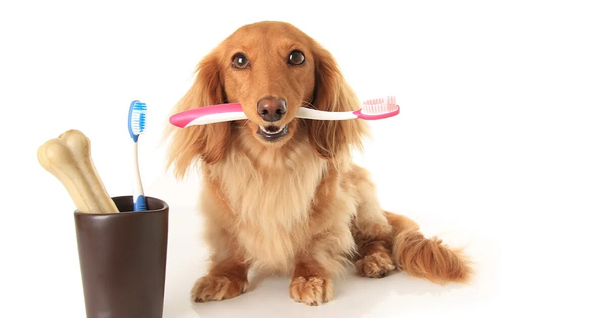 Зубная щётка для собак. Гигиена собак. Зубные щетки для питомцев. Животные с зубной щеткой.