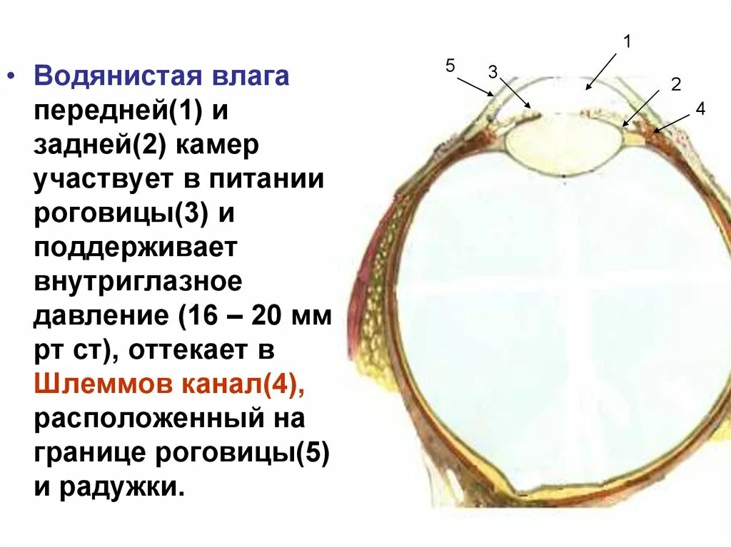 Водянистая влага передней камеры глаза. Водянистая влага задней камеры глаза. Водянистая влага передней и задней камер глаза. Шлеммов канал водянистая влага.