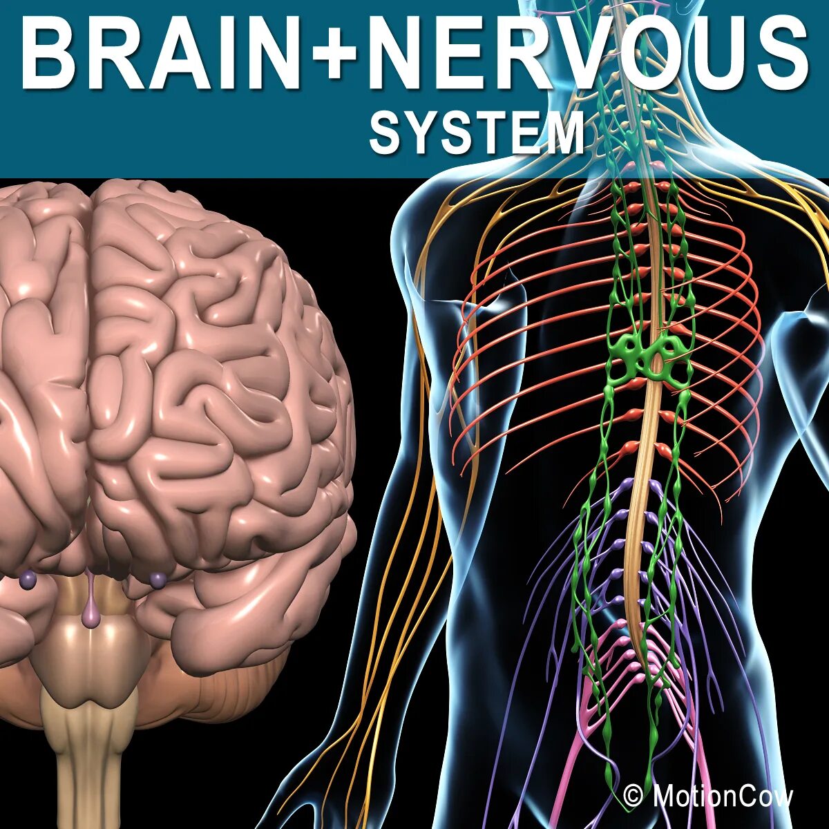 Brain nerve. Нервная система. Нервная система человека. Мозг и нервная система.