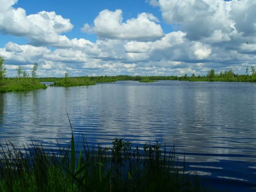 озеро длинное липецкая область. озеро длинное липецкая область. село гагарино тульской области. озеро длинное липецкая область. сеоикатнвк озёра липецк.