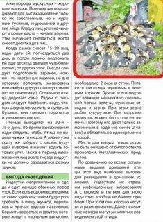 Кормление индоуток с первых