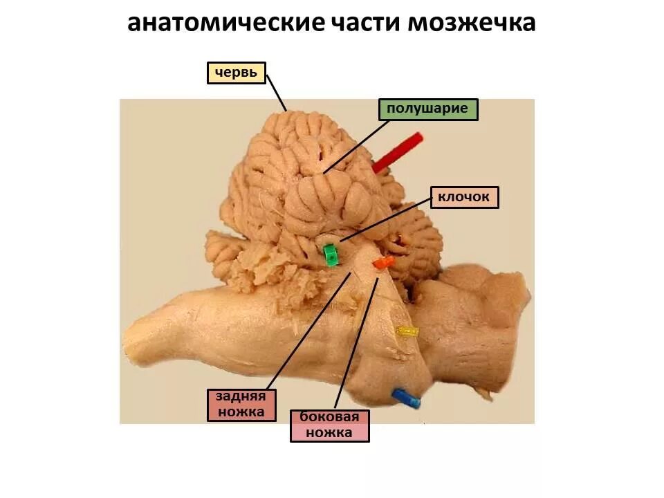 Мозжечок препарат анатомия. Ни клочка. Строение мозжечка дольки. Структурные компоненты мозжечка. Строение мозжечка снизу.
