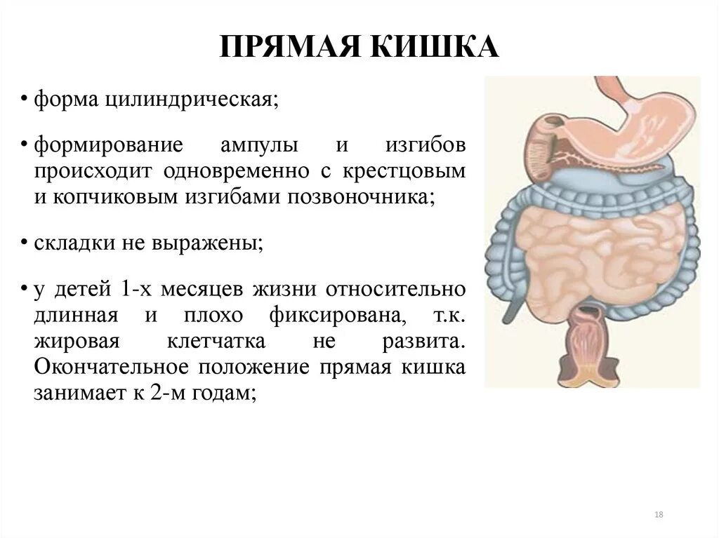 Кишечник особенности и функции. Строение и функции прямой кишки. Прямая кишка функции анатомия. Строение кишечника прямая кишка. Прямая кишка строение таблица.