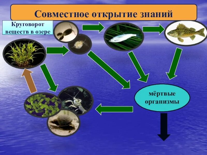 Круговорот веществ в водоеме. Схема круговорота веществ в сообществе. Круговорот веществ в сообществе водоема. Круговорот в сообществе водоема.