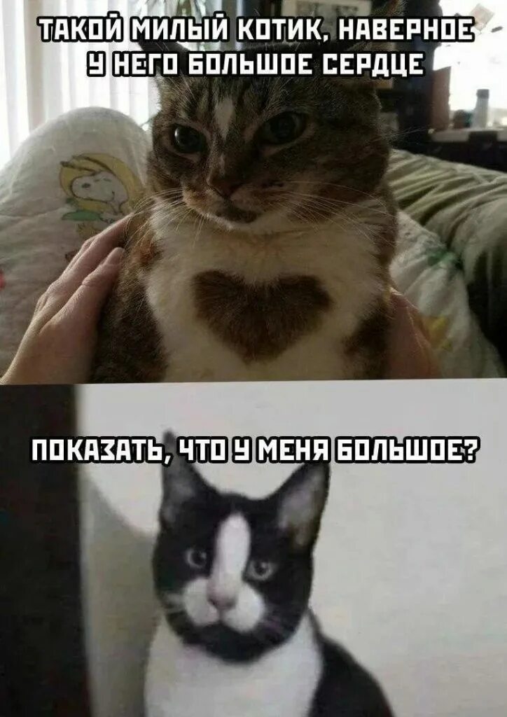 Почему котики такие милые