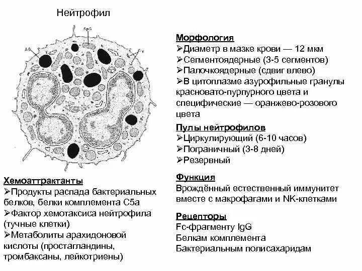 Сегмента ядерная. Нейтрофильные гранулоциты морфология. Сегментоядерные нейтрофилы морфология. Нейтрофилы строение гистология. Сегментоядерные нейтрофилы строение.