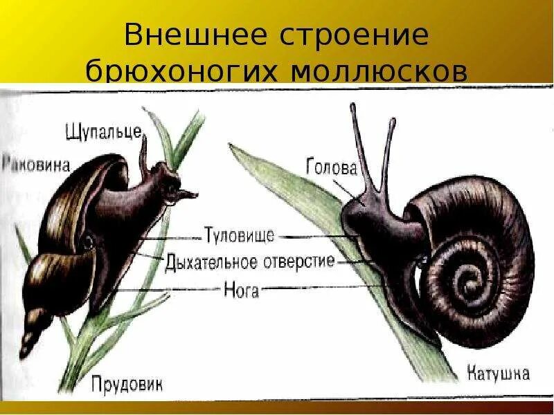 Наружное строение улитки. Брюхоногие моллюски прудовик. Брюхоногие моллюски строение. Брюхоногие моллюски Виноградная улитка строение. Внутреннее строение брюхоногих моллюсков.