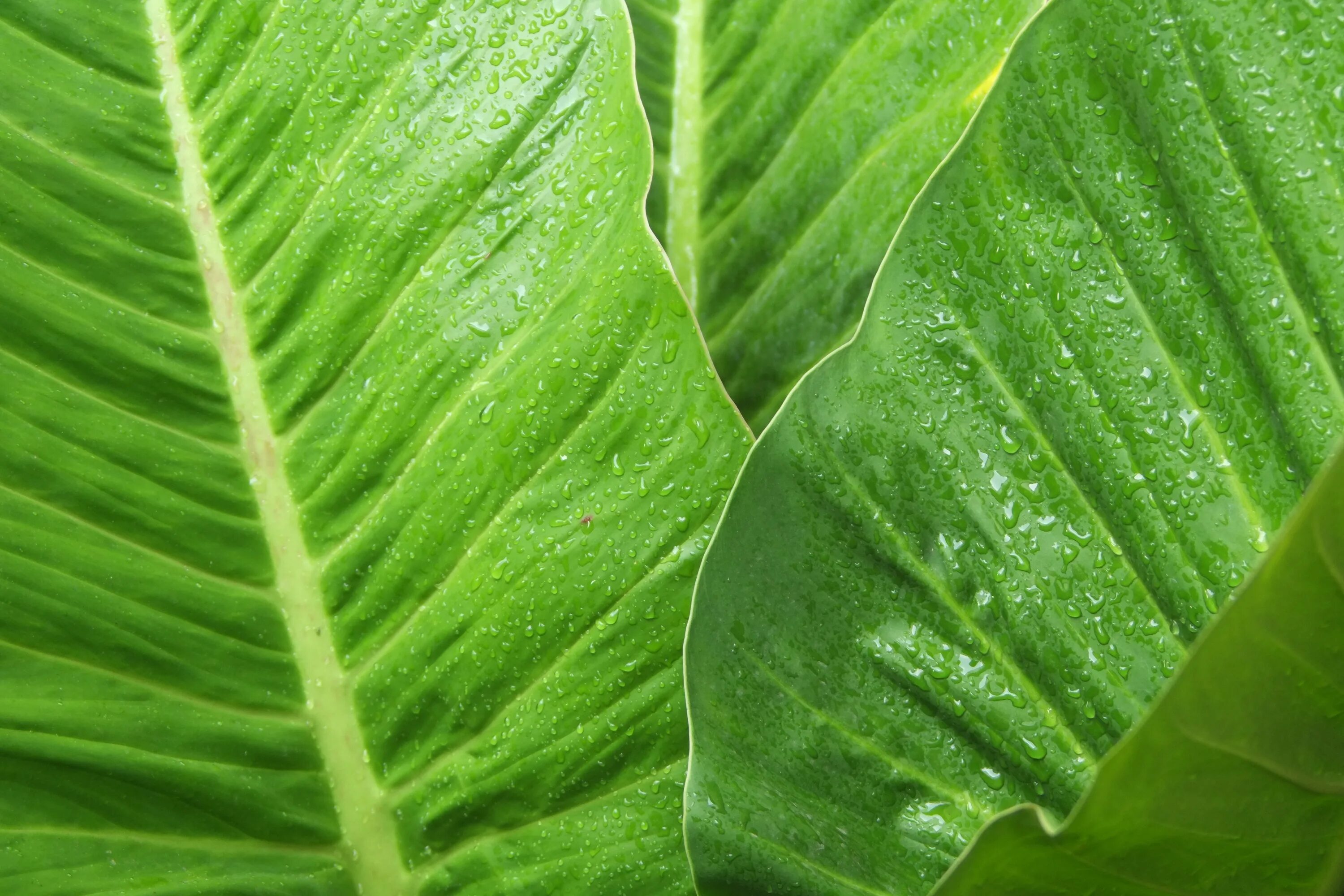 Qué son los estomas y para qué lo utilizan las plantas
