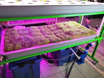 Гидропонная установка для микрозелени