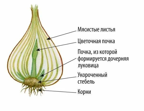 Картинки ДОНЦЕ ЛУКОВИЦЫ ФУНКЦИИ