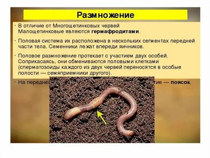 Оплодотворение у дождевого червя