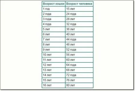 Мерка кошек по годам