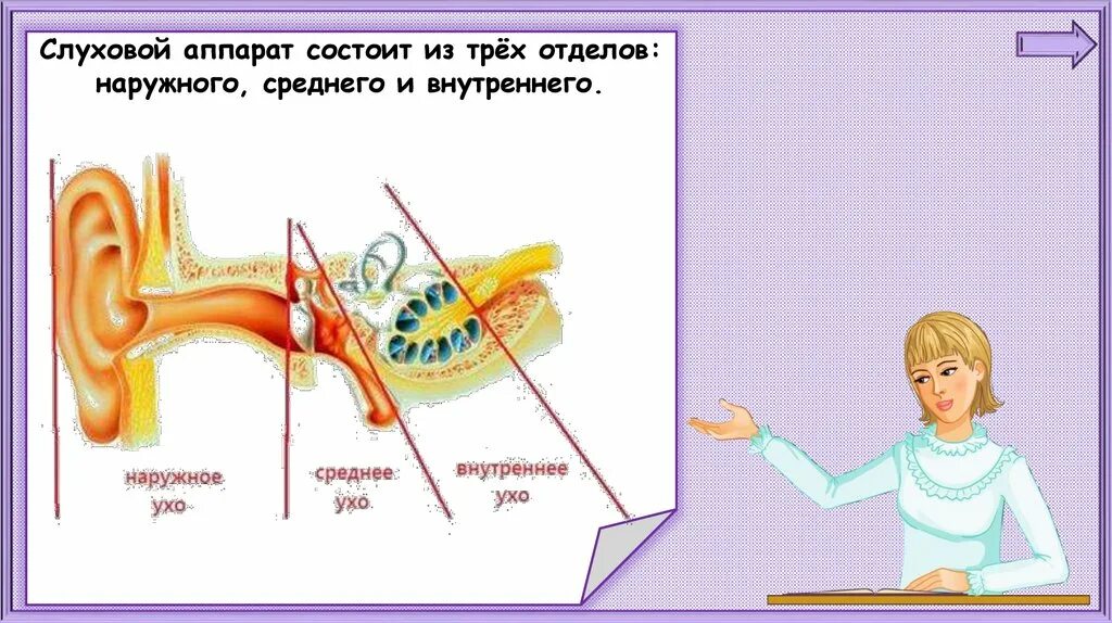 Окружающий мир почему звенит звонок. Почему звенит звонок 1 класс. Почему звенит звонок 1 класс окружающий мир. Почему звенит звонок 1 класс окружающий презентация. Конспект урока почему звенит звонок