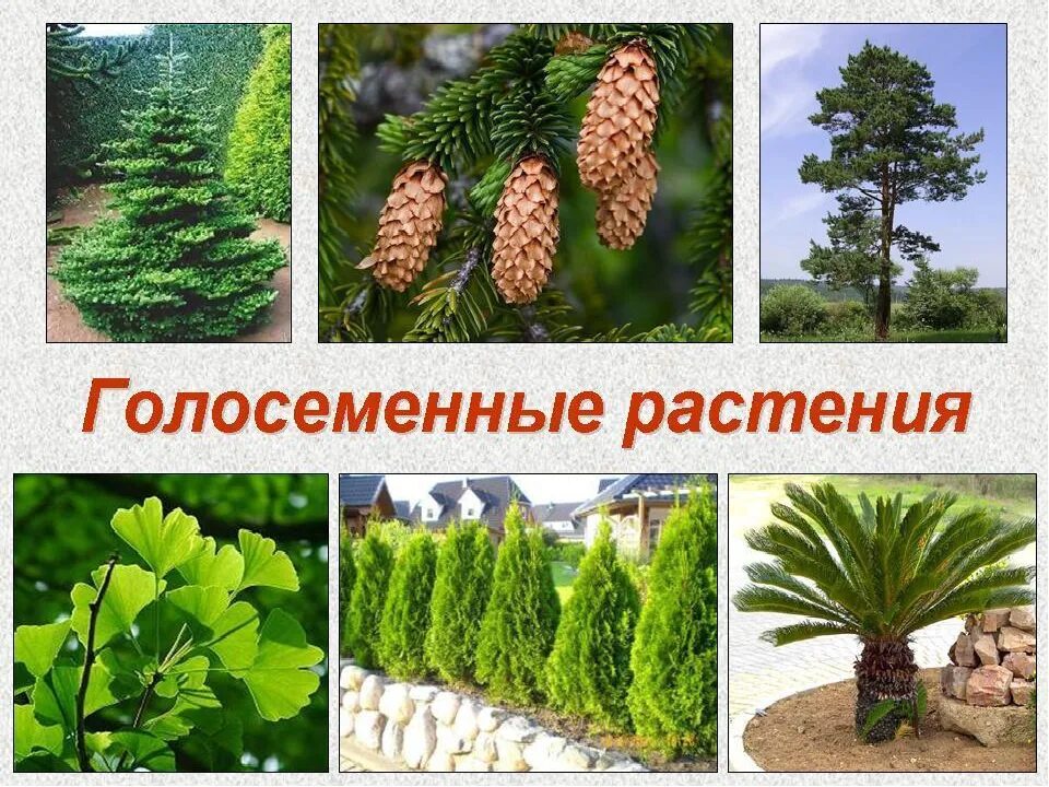 Отдел голосеменные класс хвойные. Ель обыкновенная голосеменное растение. Примеры хвойных голосеменных. Хвойные голосеменные растения. Однодомные голосеменные растения.