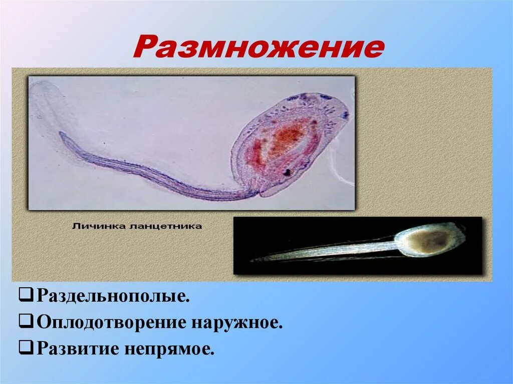 Тип хордовые таблица. Выделительная система бесчерепных. Хордовые размножение и развитие. Выделительная система бесчерепных. Размножение хордовых биология 7 класс.
