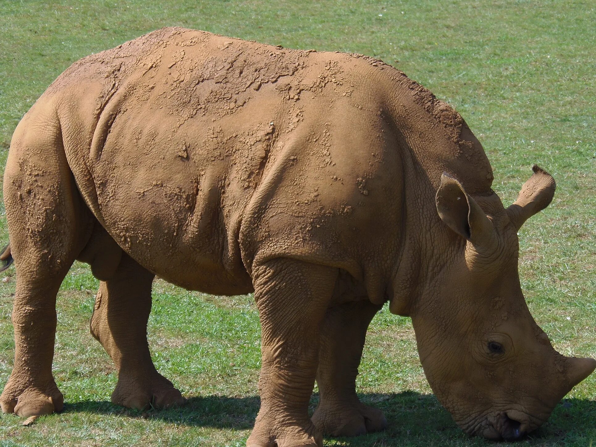 Название крупного млекопитающего. Африканские животные. Носорог. Звери Африки. Животные Африки носорог.