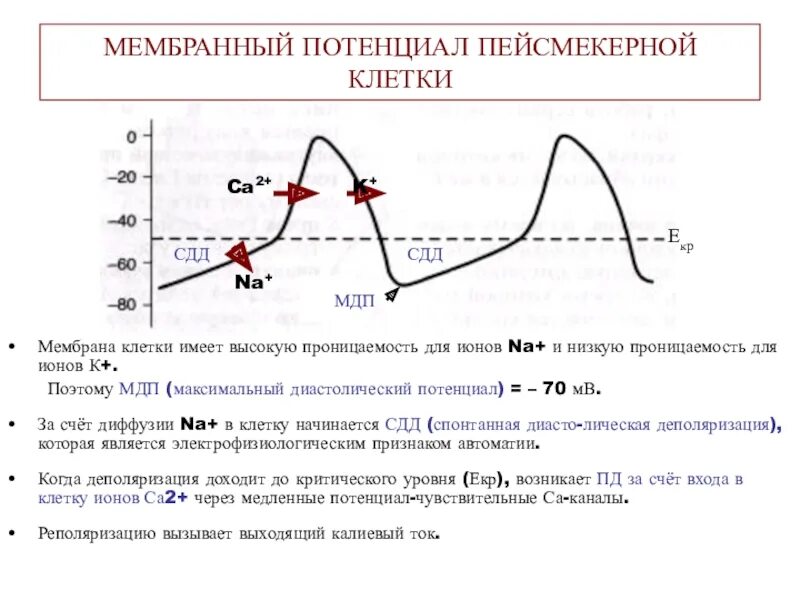 Фазы потенциала действия пейсмекерных клеток. Потенциал действия клетки пейсмейкера. Фазы потенциала действия (Пд) пейсмекера.. График потенциала действия атипичных кардиомиоцитов. Пд клетки