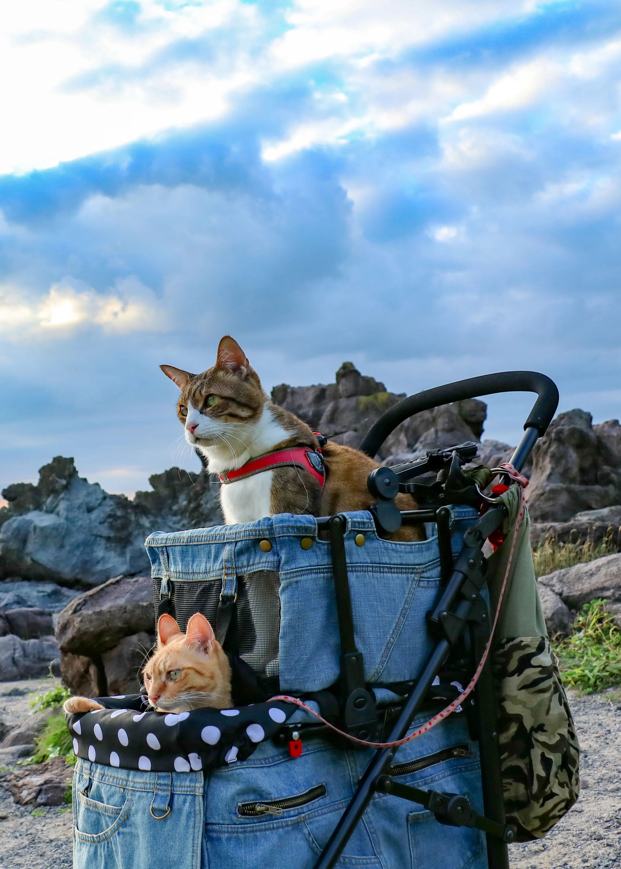 Кот путешественник. Коты путешественники. Котенок путешественник. Кот путешествует. Песни путешествия веселые