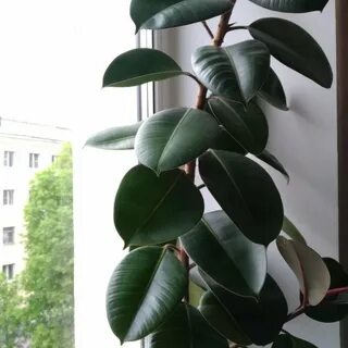 Фикус спб