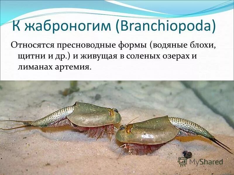 Обитатели пресеого водоёма. Что не относится к пресноводному сообществу. Животные обитающие в водоемах. Природное соощество пресный водоём. Что не относится к пресноводному сообществу.