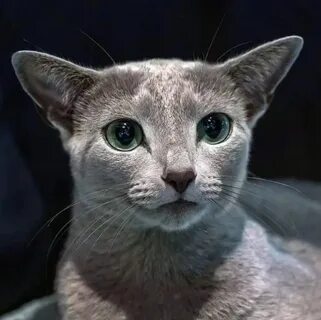 Үштік порно сайты