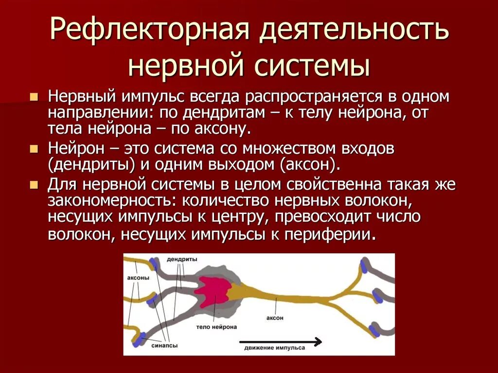 Рефлекс анализы. Рефлекторный характер деятельности ЦНС рефлекторная дуга. Рефлекторный механизм деятельности нервной системы. Рефлекторная форма деятельности нервной системы. Рефлекторный принцип деятельности ЦНС.