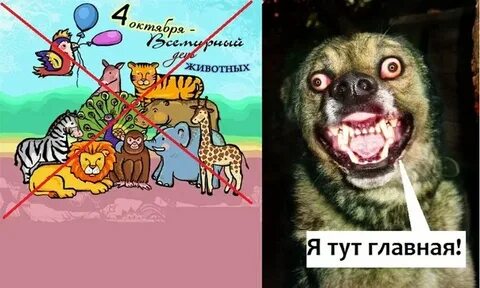 Зоошиза