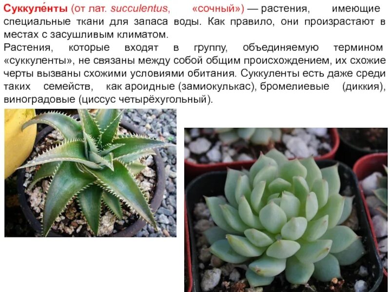 Значение мясистых листьев