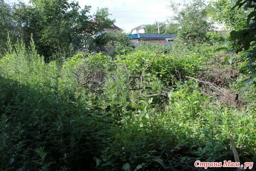 Купил заросший участок. Заросший участок. заросший огород. неухоженный участок. огород зарос травой.